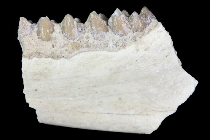 Oligocene Ruminant (Leptomeryx) Jaw Section #70094